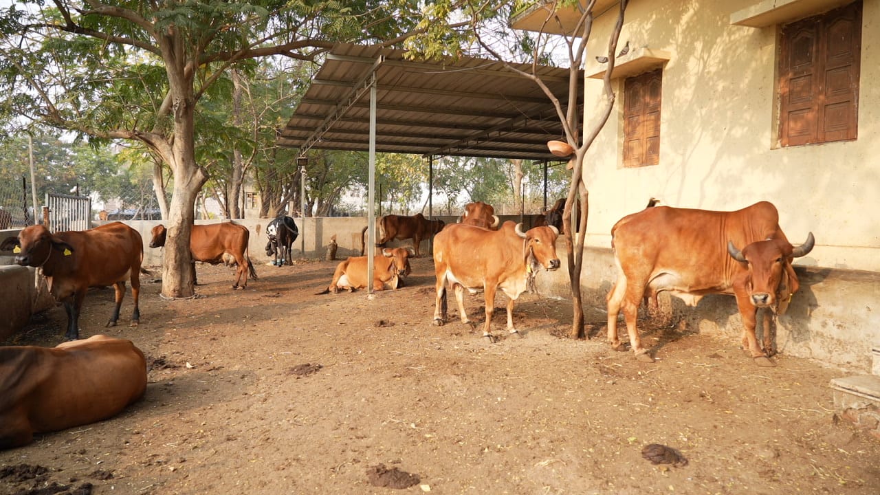 Morning at the Gaushala