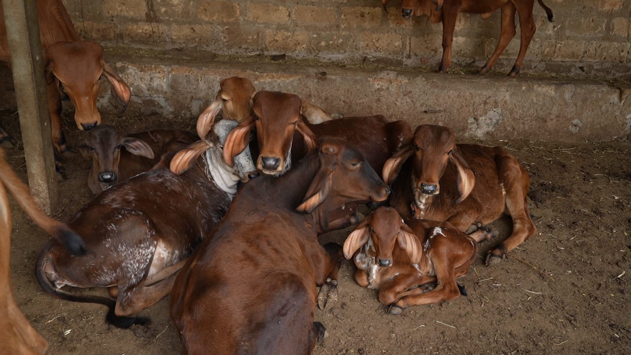 Feeding Time